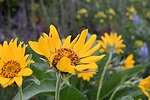 photo thumbnail #5