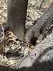 2024-04-18 :2: West Fork Oak Creek Trail #108 :: AZLOT69