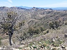 2024-04-05 :: Pajarita Wilderness :: DixieFlyer