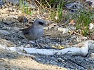 2024-04-20 :2: Goldwater Loop Trail :: outdoor_lover