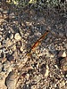 photo thumbnail #13