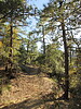 2024-04-23 :2: Old Baldy Trail #372 to Wrightson Summit :: Jim