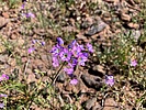 2024-04-24 :1: General Crook Trail V6-V16 :: kingsnake