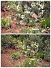 2024-04-26 :1: Cibola-Jordan and Soldier-Brins Mesa Loop :: tibber