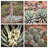 2024-04-26 :1: Cibola-Jordan and Soldier-Brins Mesa Loop :: tibber