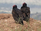 2024-04-27 :2: Donnelly Slope :: WildForAZ