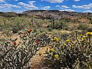 2024-04-27 :2: Donnelly Slope :: WildForAZ