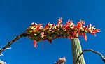 photo thumbnail #4