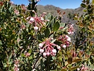 2024-05-07 :2: Cottonwood Mountain Trail #66 - Santa Teresas :: WildForAZ