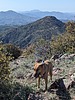2024-05-08 :2: Mount Catherine 7358 - Mazatzal :: pseudalpine