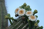 photo thumbnail #3