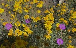 photo thumbnail #14