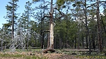 photo thumbnail #15