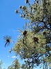photo thumbnail #11