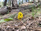 2024-05-14 :1: Lower Miller Canyon :: kingsnake