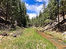 2024-05-14 :1: Lower Miller Canyon :: kingsnake