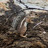 2024-05-20 :2: Marcos De Niza - South Mountain :: gummo