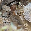 2024-05-20 :2: Marcos De Niza - South Mountain :: gummo