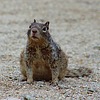 2024-05-20 :2: Marcos De Niza - South Mountain :: gummo