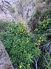 2024-05-22 :3: Cloudburst Canyon :: pseudalpine