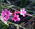 photo thumbnail #12
