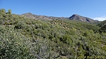 2024-05-24 :1: Cornucopia West Fork Thicket Spring :: CannondaleKid