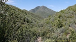 2024-05-24 :1: Cornucopia West Fork Thicket Spring :: CannondaleKid
