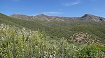 2024-05-24 :1: Cornucopia West Fork Thicket Spring :: CannondaleKid