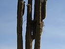 photo thumbnail #8