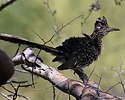 2024-05-26 :2: Hawes Trail System :: gummo