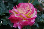 photo thumbnail #3
