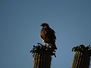 2024-06-02 :2: Blevins Trail :: DarthStiller