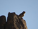 2024-06-02 :2: Blevins Trail :: DarthStiller