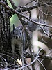 2024-06-09 :2: Riggs Flat Lake :: gummo