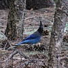 2024-06-09 :2: Riggs Flat Lake :: gummo