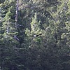 2024-06-09 :2: Riggs Flat Lake :: gummo
