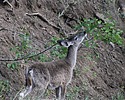 2024-06-09 :2: Riggs Flat Lake :: gummo