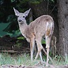 2024-06-09 :2: Riggs Flat Lake :: gummo