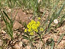 2024-06-12 :3: General Crook Trail V57-V62 :: kingsnake