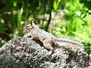 2024-06-17 :: Mingus Meander :: cactuscat