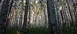 photo thumbnail #8