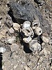 2024-06-15 :1: Snowshed Peak - Chiricahua Wilderness :: Mike_W
