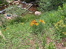 photo thumbnail #9