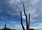 photo thumbnail #4