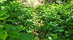 photo thumbnail #13