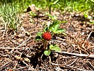 photo thumbnail #7