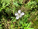 2024-06-26 :1: Yeager Canyon :: kingsnake