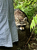 2024-06-13 :3: Montreal Culture Walk :: chumley