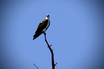 2024-07-04 :2: Woods Canyon Lake Trail - Mogollon Rim :: tibber