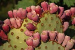 photo thumbnail #8